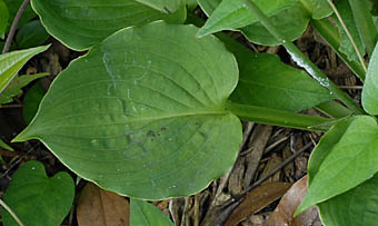 キヨスミギボウシの葉