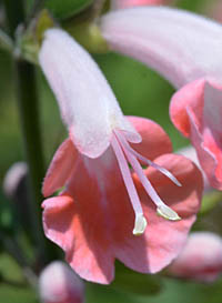 コーラルニンフの花