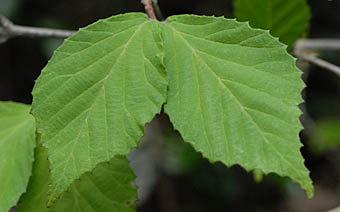 コバノガマズミ葉