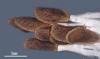コバノカモメヅル種子