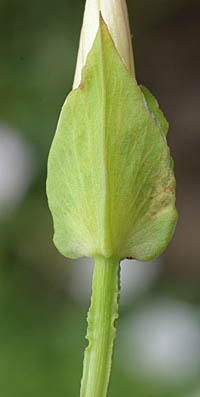 コヒルガオ苞と花柄の翼
