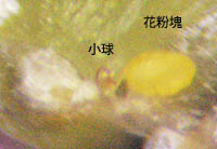 コカモメヅルの花粉塊