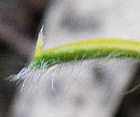 コキンバイザサ花被片の先の毛