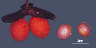 コマユミ果実と種子