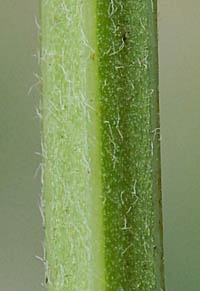 コメツブウマゴヤシの茎