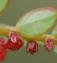 コミカンソウの雌花の花被片