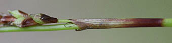 コミヤマカンスゲの苞の鞘