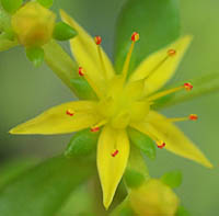 コモチマンネングサの花