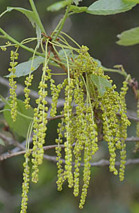 コナラ Quercus Serrata ブナ科 Fagaceae コナラ属 三河の植物観察