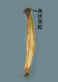 コオニタビラコ痩果苞