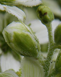 コシジバイケイソウの花