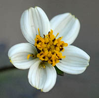 コシロノセンダングサの花