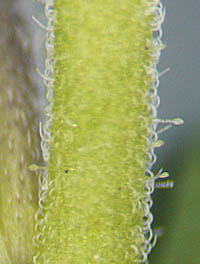 コテングクワガタの茎の上部拡大