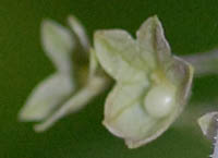 コウシンヤマハッカ花後の萼