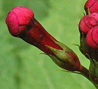 クリンソウの蕾と萼