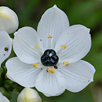 クロホシオオアマナの花