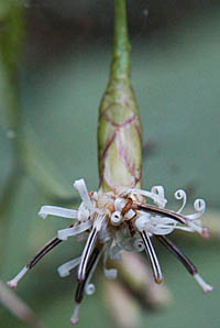 クルマバハグマの花横、総苞