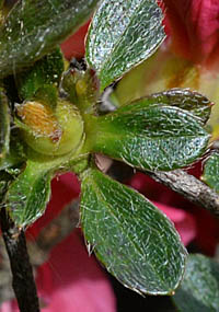 キリシマツツジ (クルメツツジ)の枝先の偽輪生の小さな葉