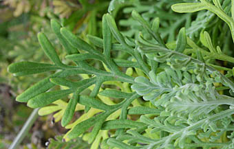 レースラベンダー Lavandula Multifida シソ科 Lamiaceae ラベンダー属 三河の植物観察