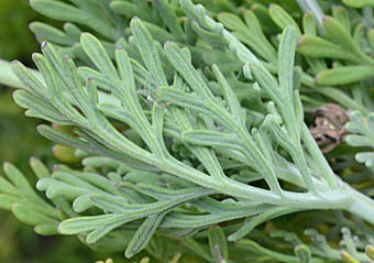 レースラベンダー Lavandula Multifida シソ科 Lamiaceae ラベンダー属 三河の植物観察