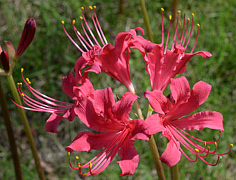 リコリス 園芸種 Lycoris Hybrid ヒガンバナ科 Amaryllidaceae ヒガンバナ属 三河の植物観察