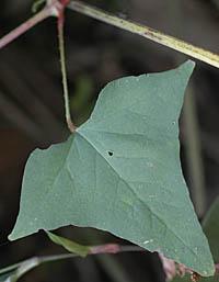 ママコノシリヌグイの葉