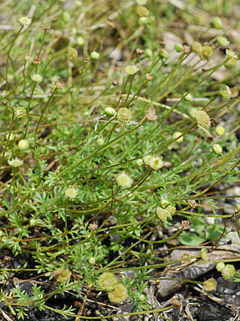 マメカミツレ Cotula Australis キク科 Asteraceae Compositae マメカミツレ属 三河の植物観察