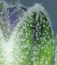 マンネンロウの萼の星状毛と腺点