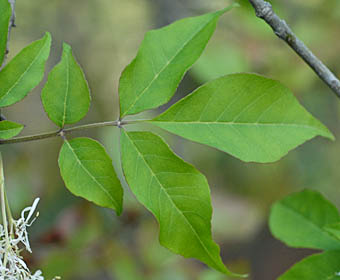 マルバアオダモの葉