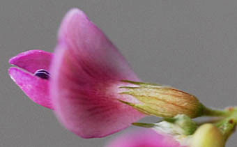 マルバハギの花と萼