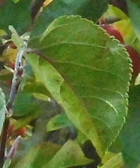 マルバカイドウの葉の鋸歯