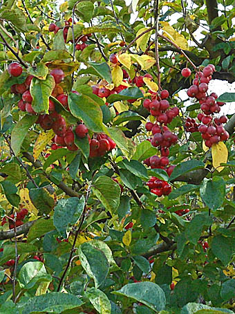 マルバカイドウ Malus Pumila バラ科 Rosaceae リンゴ属 三河の植物観察