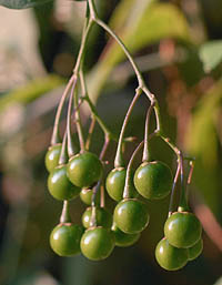マルバノホロシ未熟な緑の果実