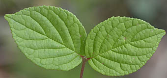 マルバウツギ円い葉