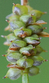 マツバスゲ熟した小穂の雌花部