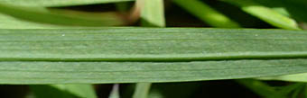 メラスフェルラ・グラミネアの葉