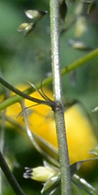 メラスフェルラ・グラミネアの茎