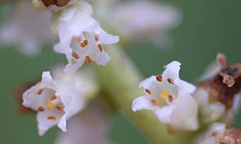 ミドリネナシカズラの花