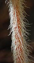ミカワチャルメルソウの茎