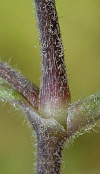ミミナグサの茎