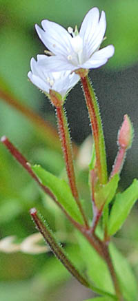 ミヤマアカバナの花