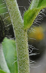 ミヤマコウゾリナの茎