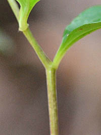 ミヤマナルコユリの茎