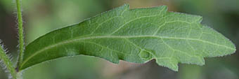 ミヤマヨメナの茎葉表
