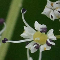 ミヤマゼンコの花