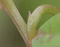 ミゾカクシの苞葉