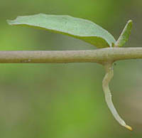 ミゾカクシの這った茎から出た根