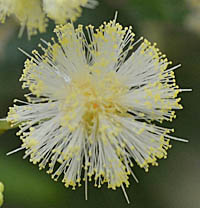 モリシマアカシアの花2