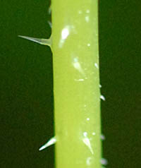 ムカゴイラクサ茎の刺し毛