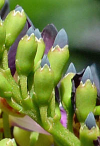 ムラサキナツフジ萼